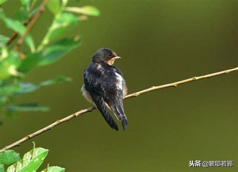 家裡有燕子代表什麼|燕子來家裡築巢代表著什麼？到底應該怎麼對待它們？。